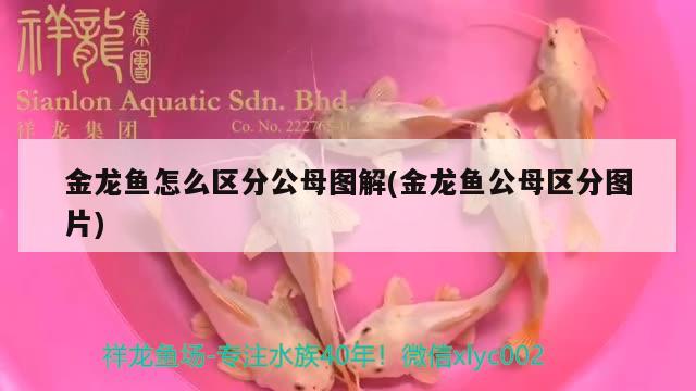 金龍魚怎么區(qū)分公母圖解(金龍魚公母區(qū)分圖片)