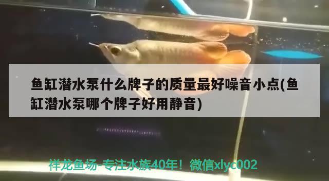 魚缸潛水泵什么牌子的質(zhì)量最好噪音小點(魚缸潛水泵哪個牌子好用靜音) 熱帶魚魚苗批發(fā)