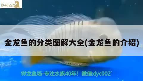 金龍魚的分類圖解大全(金龍魚的介紹) 錦鯉池魚池建設 第1張