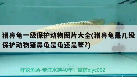 豬鼻龜一級保護動物圖片大全(豬鼻龜是幾級保護動物豬鼻龜是龜還是鱉?)