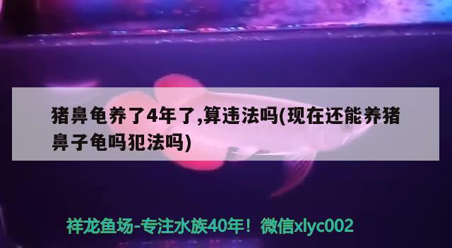 豬鼻龜養(yǎng)了4年了,算違法嗎(現在還能養(yǎng)豬鼻子龜嗎犯法嗎) 豬鼻龜