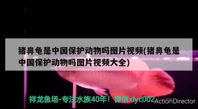 豬鼻龜是中國保護動物嗎圖片視頻(豬鼻龜是中國保護動物嗎圖片視頻大全) 豬鼻龜百科