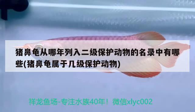 豬鼻龜從哪年列入二級保護(hù)動物的名錄中有哪些(豬鼻龜屬于幾級保護(hù)動物) 豬鼻龜百科