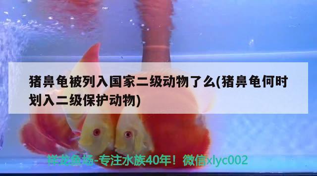 豬鼻龜被列入國家二級動物了么(豬鼻龜何時劃入二級保護動物)