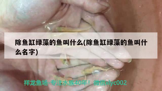 除魚缸綠藻的魚叫什么(除魚缸綠藻的魚叫什么名字) 細(xì)線銀板魚苗