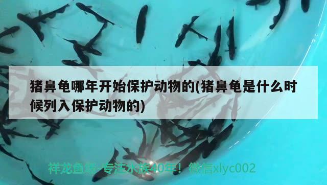 豬鼻龜哪年開始保護動物的(豬鼻龜是什么時候列入保護動物的) 豬鼻龜百科