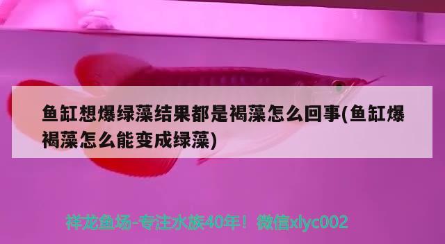 魚缸想爆綠藻結(jié)果都是褐藻怎么回事(魚缸爆褐藻怎么能變成綠藻)