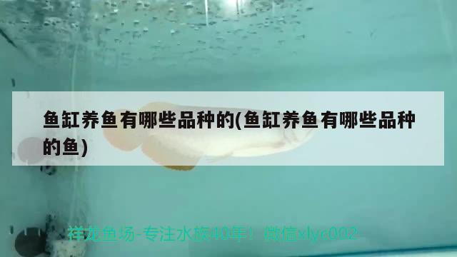 魚(yú)缸養(yǎng)魚(yú)有哪些品種的(魚(yú)缸養(yǎng)魚(yú)有哪些品種的魚(yú)) 觀賞魚(yú)進(jìn)出口