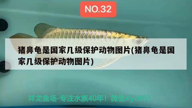 豬鼻龜是國家?guī)准壉Ｗo(hù)動物圖片(豬鼻龜是國家?guī)准壉Ｗo(hù)動物圖片)