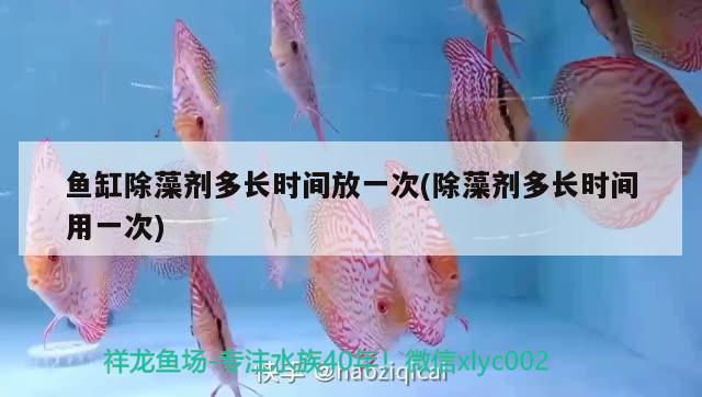 魚缸除藻劑多長(zhǎng)時(shí)間放一次(除藻劑多長(zhǎng)時(shí)間用一次) 養(yǎng)魚知識(shí)