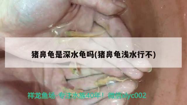 豬鼻龜是深水龜嗎(豬鼻龜淺水行不) 豬鼻龜