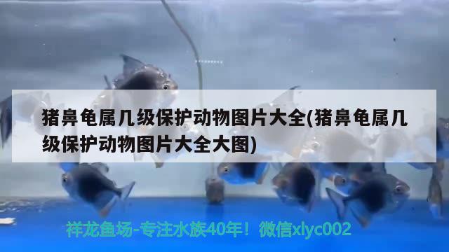 豬鼻龜屬幾級保護動物圖片大全(豬鼻龜屬幾級保護動物圖片大全大圖)