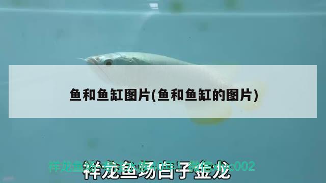 魚(yú)和魚(yú)缸圖片(魚(yú)和魚(yú)缸的圖片) 委內(nèi)瑞拉奧里諾三間魚(yú)