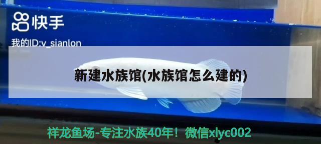 新建水族館(水族館怎么建的) 廣州水族器材濾材批發(fā)市場(chǎng)