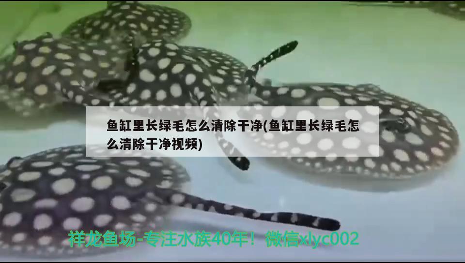 魚缸里長綠毛怎么清除干凈(魚缸里長綠毛怎么清除干凈視頻)