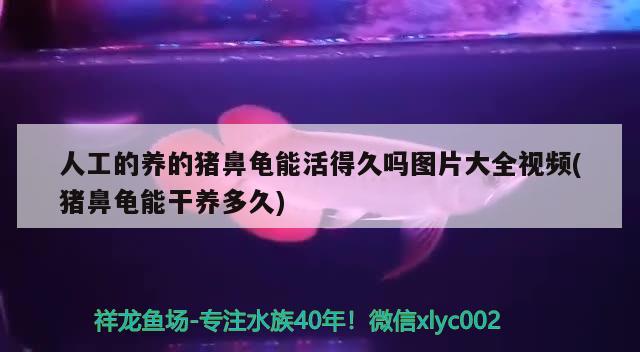 人工的養(yǎng)的豬鼻龜能活得久嗎圖片大全視頻(豬鼻龜能干養(yǎng)多久)