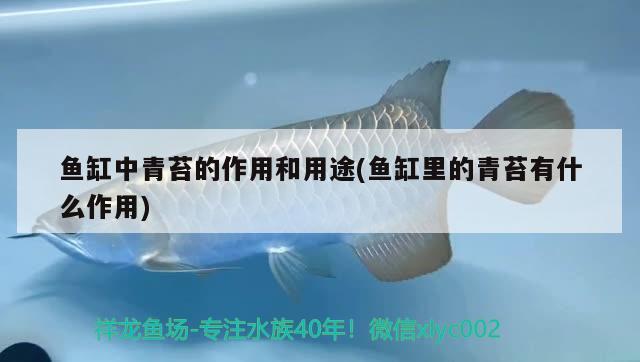 魚缸中青苔的作用和用途(魚缸里的青苔有什么作用) 黃金達摩魚