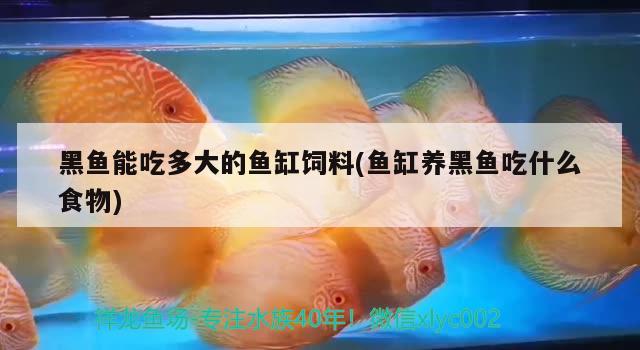 黑魚能吃多大的魚缸飼料(魚缸養(yǎng)黑魚吃什么食物) 紅白錦鯉魚