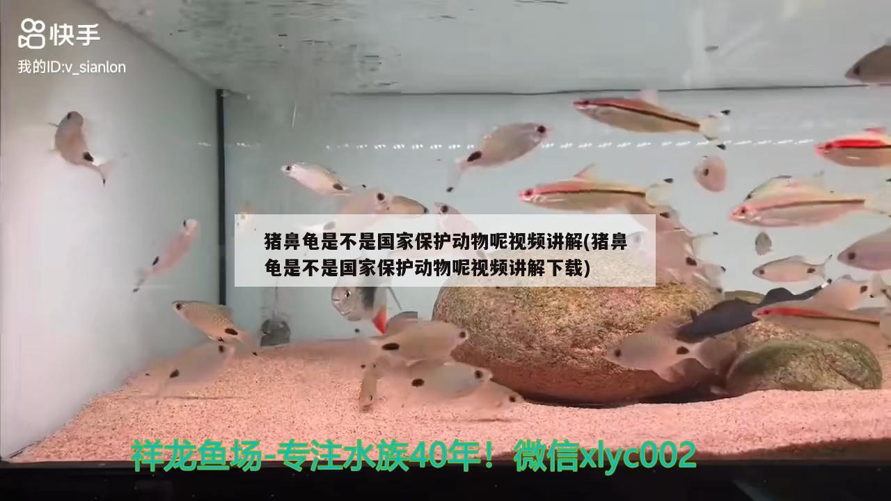 豬鼻龜是不是國(guó)家保護(hù)動(dòng)物呢視頻講解(豬鼻龜是不是國(guó)家保護(hù)動(dòng)物呢視頻講解下載) 豬鼻龜