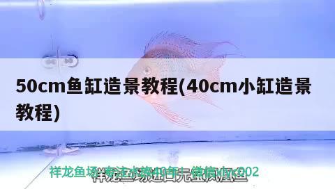 50cm魚缸造景教程(40cm小缸造景教程)