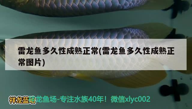 雷龍魚多久性成熟正常(雷龍魚多久性成熟正常圖片) 泰國虎魚