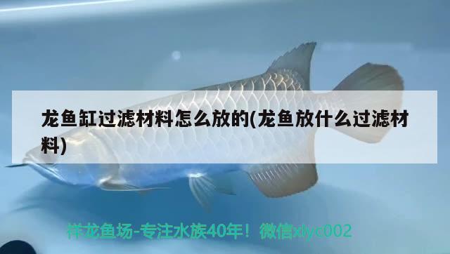 龍魚(yú)缸過(guò)濾材料怎么放的(龍魚(yú)放什么過(guò)濾材料) 觀賞魚(yú)水族批發(fā)市場(chǎng)