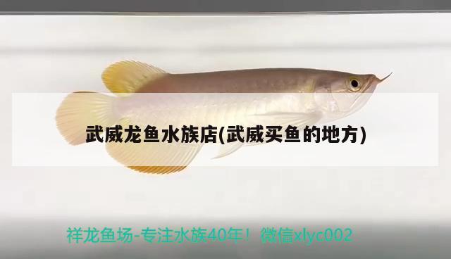 武威龍魚水族店(武威買魚的地方) 白子銀龍苗（黃化銀龍苗）