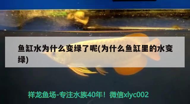 魚缸水為什么變綠了呢(為什么魚缸里的水變綠) PH調(diào)節(jié)劑