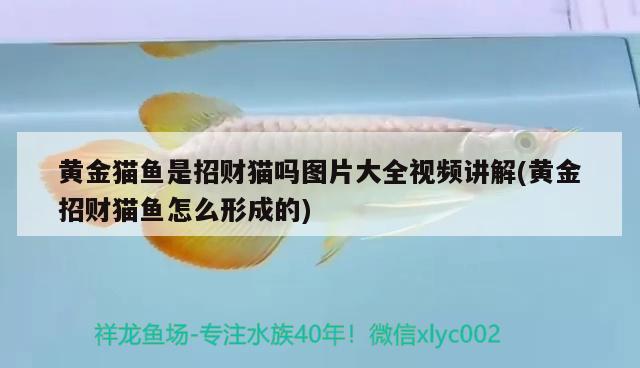 黃金貓魚是招財(cái)貓嗎圖片大全視頻講解(黃金招財(cái)貓魚怎么形成的)