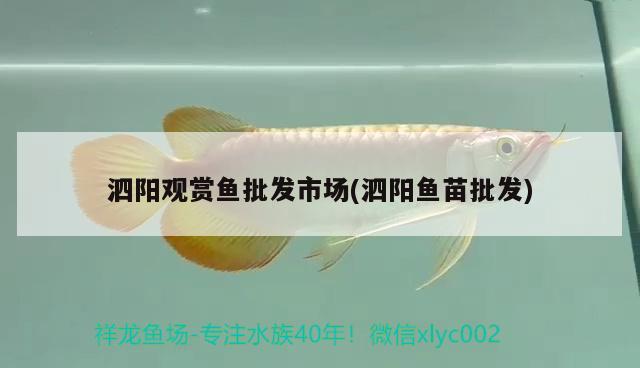 泗陽觀賞魚批發(fā)市場(泗陽魚苗批發(fā)) 觀賞魚批發(fā)