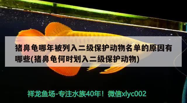 豬鼻龜哪年被列入二級保護(hù)動物名單的原因有哪些(豬鼻龜何時劃入二級保護(hù)動物)