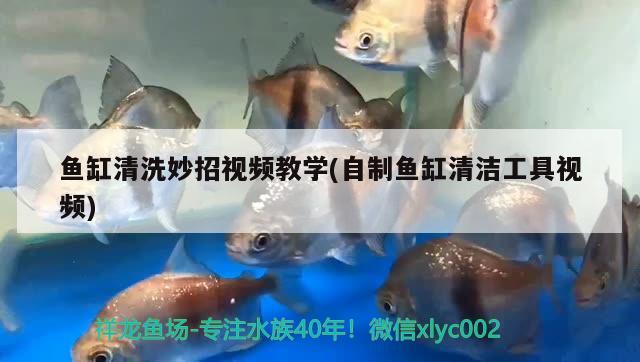 魚(yú)缸清洗妙招視頻教學(xué)(自制魚(yú)缸清潔工具視頻) 申古銀版魚(yú)