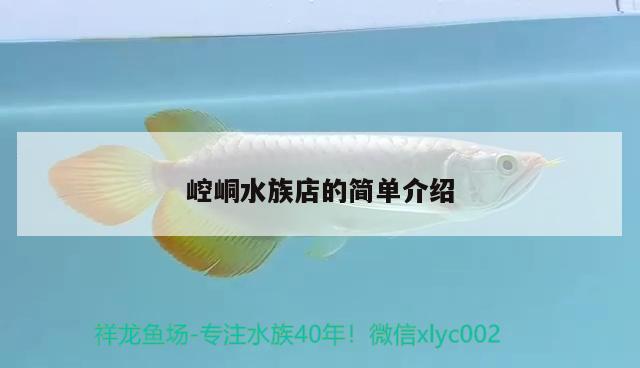 崆峒水族店的簡(jiǎn)單介紹 肺魚(yú)