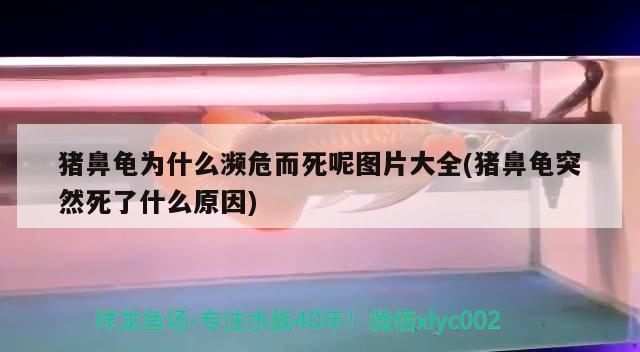 豬鼻龜為什么瀕危而死呢圖片大全(豬鼻龜突然死了什么原因) 豬鼻龜百科