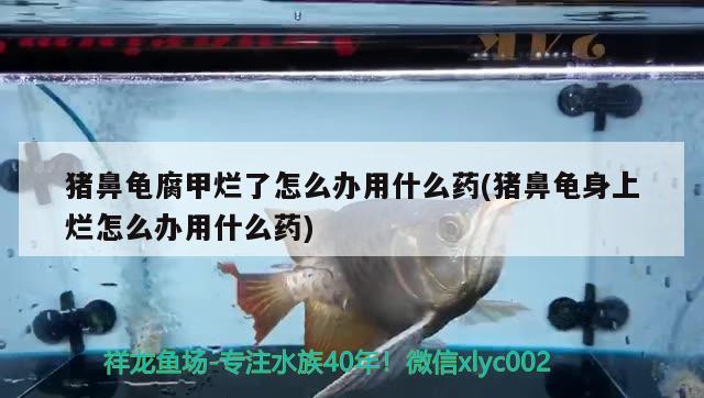 豬鼻龜腐甲爛了怎么辦用什么藥(豬鼻龜身上爛怎么辦用什么藥) 豬鼻龜百科