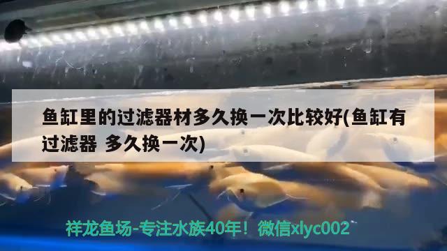 魚缸里的過濾器材多久換一次比較好(魚缸有過濾器多久換一次) 鴨嘴鯊魚