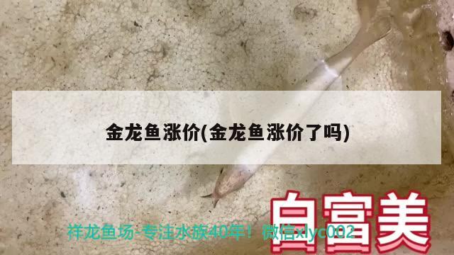 金龍魚漲價(金龍魚漲價了嗎)