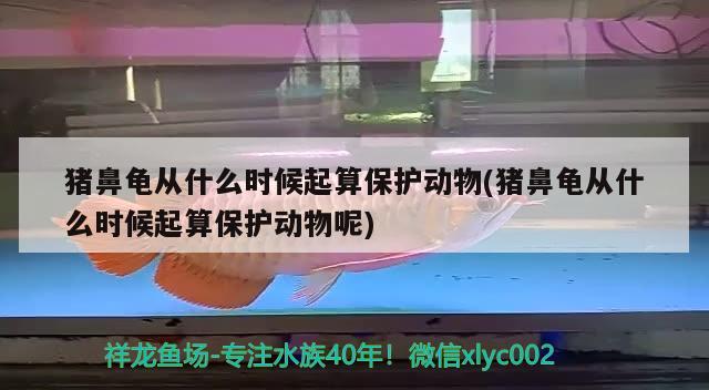 豬鼻龜從什么時候起算保護動物(豬鼻龜從什么時候起算保護動物呢)