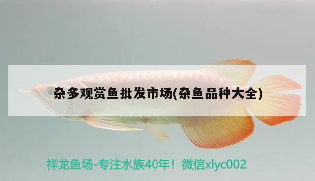 雜多觀賞魚(yú)批發(fā)市場(chǎng)(雜魚(yú)品種大全)