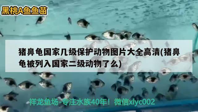 豬鼻龜國(guó)家?guī)准?jí)保護(hù)動(dòng)物圖片大全高清(豬鼻龜被列入國(guó)家二級(jí)動(dòng)物了么) 豬鼻龜