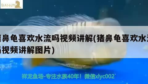 豬鼻龜喜歡水流嗎視頻講解(豬鼻龜喜歡水流嗎視頻講解圖片)