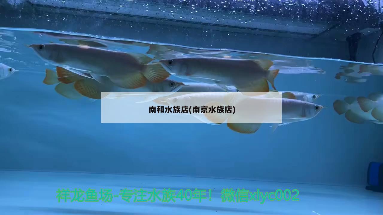 南和水族店(南京水族店) 蝴蝶鯉魚苗