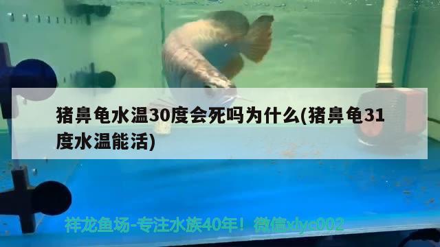 豬鼻龜水溫30度會(huì)死嗎為什么(豬鼻龜31度水溫能活) 豬鼻龜百科