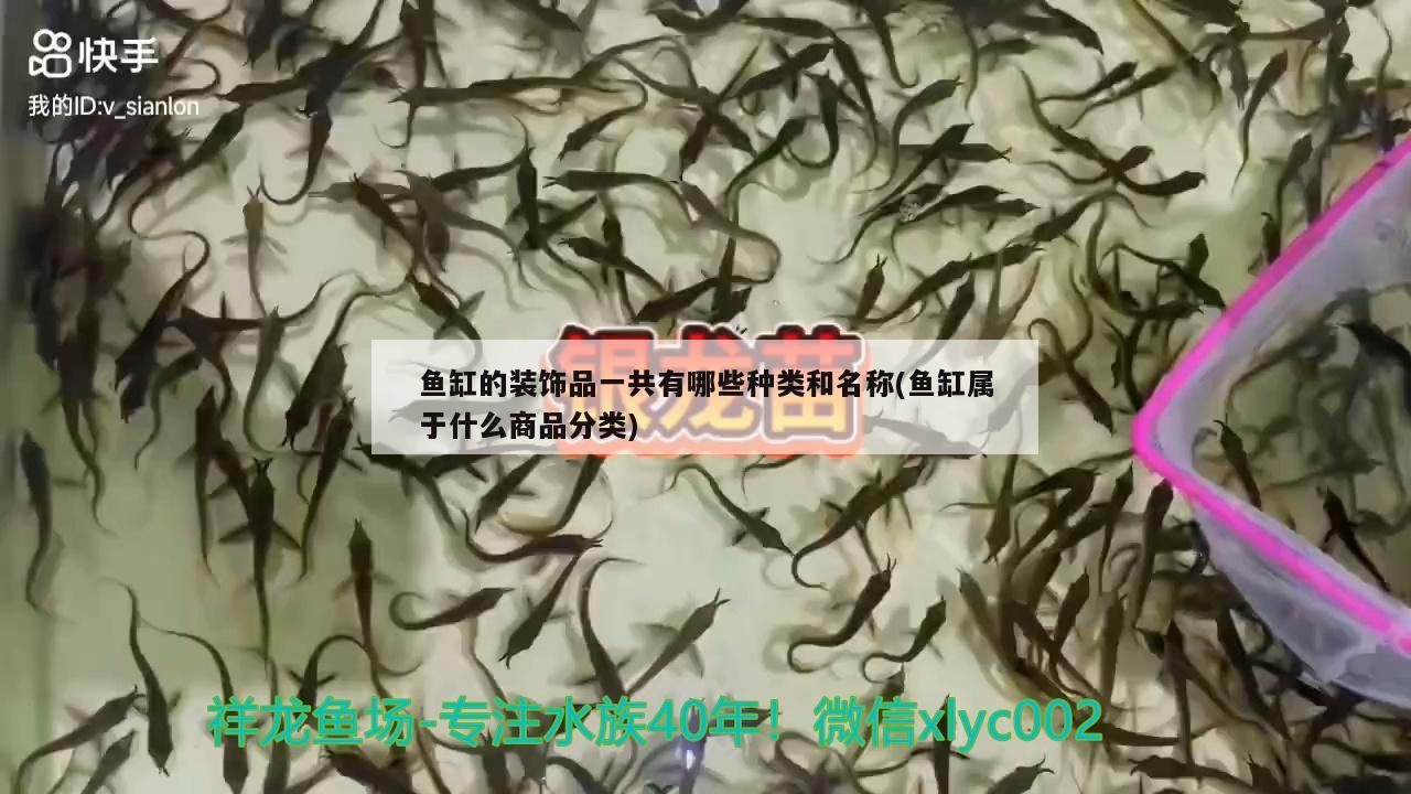 魚缸的裝飾品一共有哪些種類和名稱(魚缸屬于什么商品分類) 朱巴利魚苗