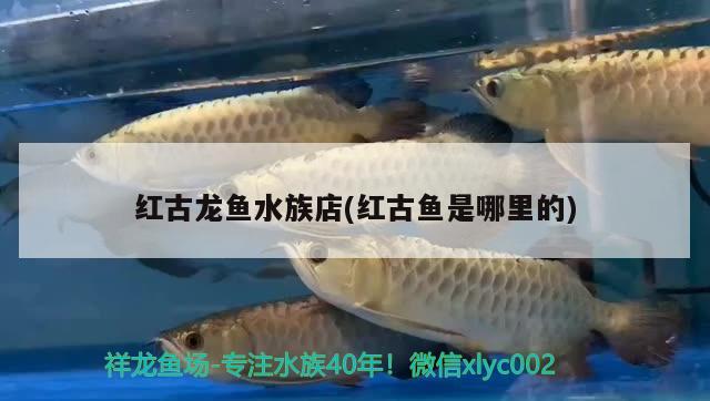 紅古龍魚水族店(紅古魚是哪里的)