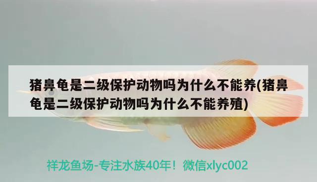 豬鼻龜是二級保護動物嗎為什么不能養(yǎng)(豬鼻龜是二級保護動物嗎為什么不能養(yǎng)殖)