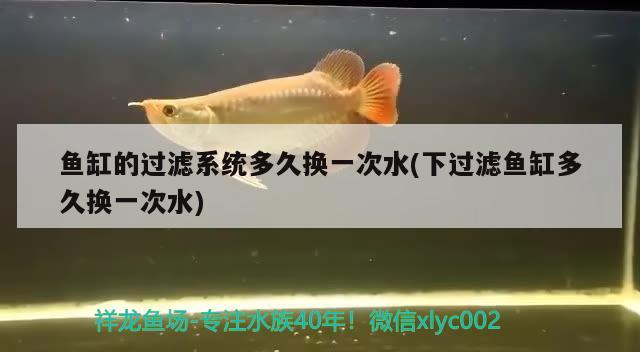 魚缸的過濾系統(tǒng)多久換一次水(下過濾魚缸多久換一次水) 白化巴西龜（白巴）