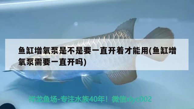 魚缸增氧泵是不是要一直開著才能用(魚缸增氧泵需要一直開嗎) 福魟魟魚