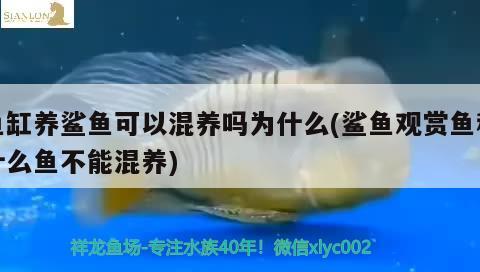 魚缸養(yǎng)鯊魚可以混養(yǎng)嗎為什么(鯊魚觀賞魚和什么魚不能混養(yǎng)) 銀古魚苗