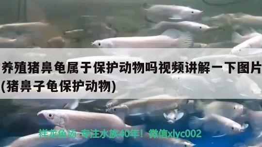 養(yǎng)殖豬鼻龜屬于保護動物嗎視頻講解一下圖片(豬鼻子龜保護動物) 豬鼻龜百科 第3張